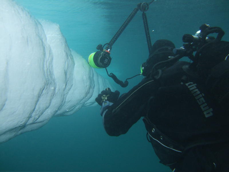 Ice seen from underwater (picture by Grace Keast)